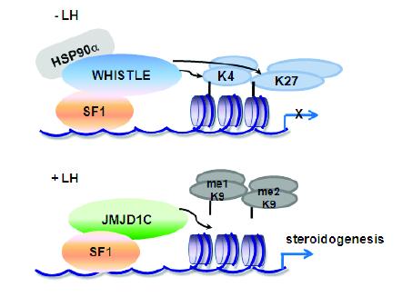 Model of the regulatory role of WHISTLE and JMJD1C in mouse steroidogenesis.