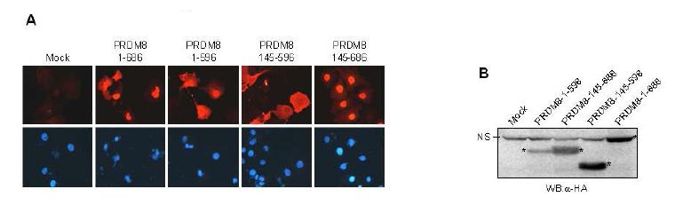 Nuclear localization of PRDM8.