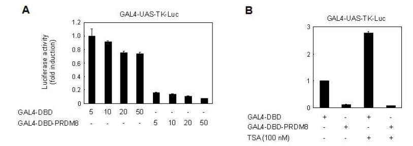 PRDM8 represses target genes.