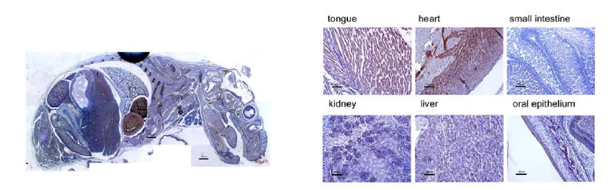 Immunohistochemistry analysis showing the distribution of PRDM8