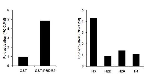 PRDM8 is a novel histone H3-specific methyltransferase.