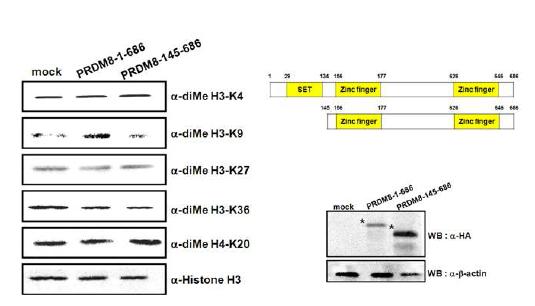 PRDM8 is a novel histone H3-specific methyltransferase and selectively transferred methyl groups to H3K9.