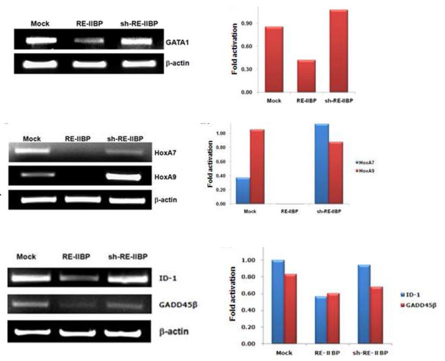 RE-IIBP represses transcription of leukemogenesis related genes