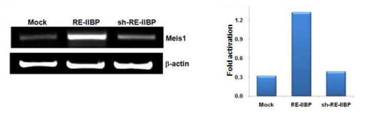 RE-IIBP up-regulates Meis1 mRNA expression level.