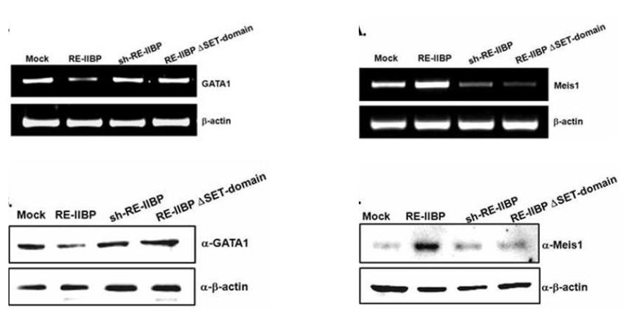 GATA1 regulations by RE-IIBP are SET-domain dependent.