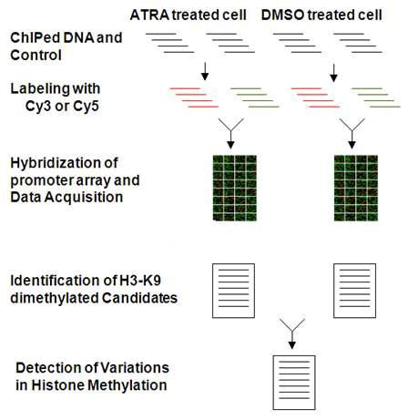 Scheme for the Detection of H3-K9 dimethylation in ATRA induced HL-60.