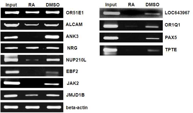 RT-PCR analysis regarding the expression of target genes.