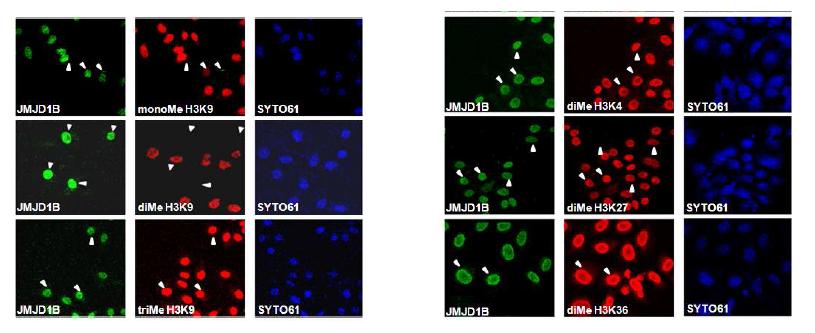 Immunostained with antibodies against specific JMJD1B and histone H3 lysine residues.