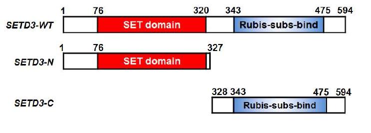 Schematic representation of SETD3 deletion mutants.