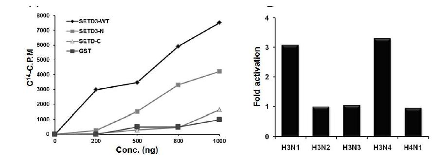 Scintillation counting for HMTase activity of SETD3 deletion mutants.