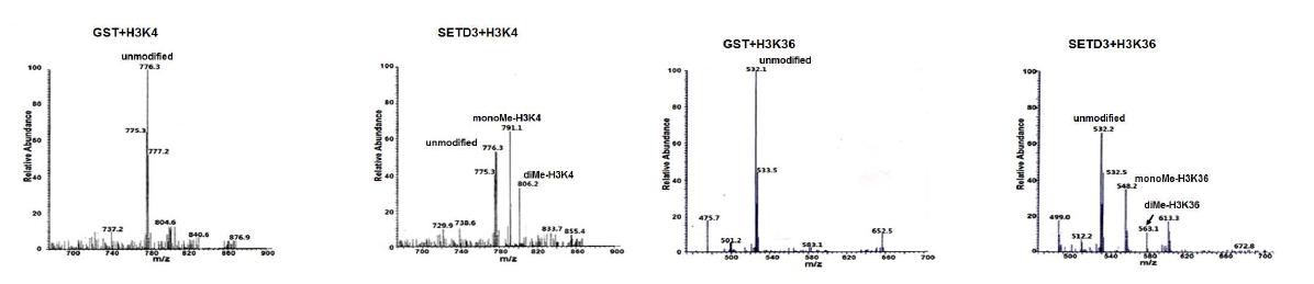 Methylated peptide samples were analyzed by LC-MS spectrometry.