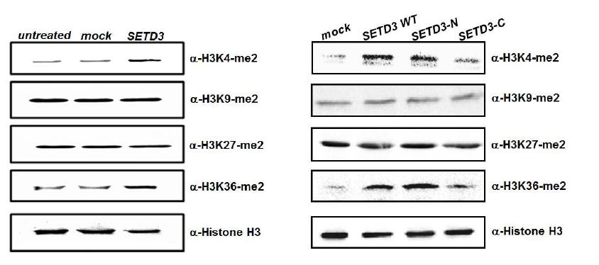 SETD3 is a novel histone H3-specific methyltransferase.