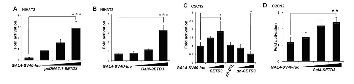 SETD3 induces transcriptional activation.