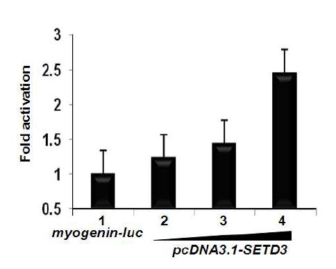 SETD3 induces myogenin transcription