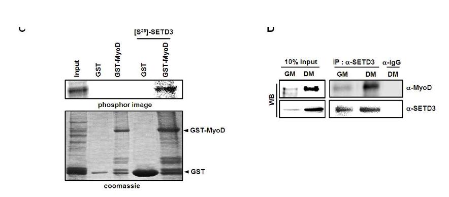 Physical interaction of endogenous proteins in C2C12 cells under GM and DM conditions.