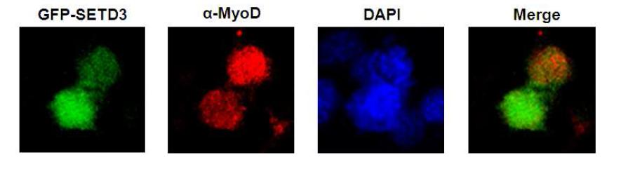 SETD3 co-localized with MyoD