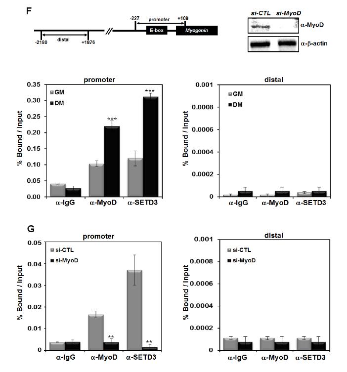 SETD3 interacts with MyoD and is recruited to myogenin promoter.