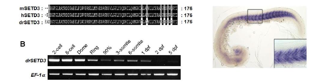 Expression pattern of zebrafish SETD3 (drSETD3) mRNA in zebrafish embryogenesis.