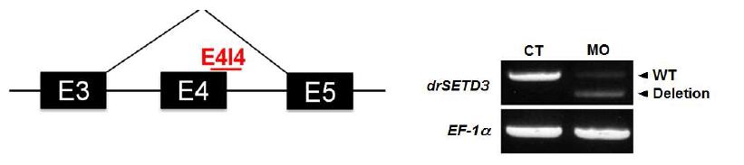 PCR results showing the blockage of normal splicing by E4I4 MO.