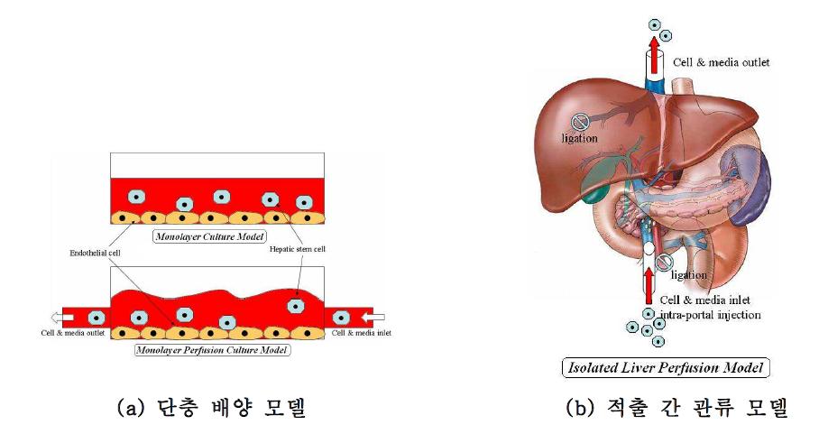 이식 세포 생착 메카니즘 연구를 위한 in vitro 모델