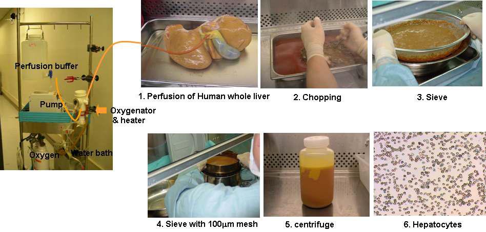 Hepatocytes isolation from human whole liver