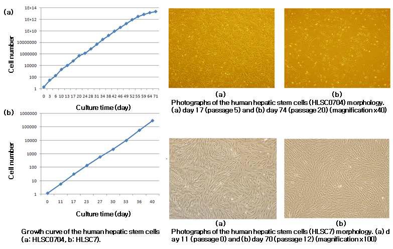 HLSC0704와 HLSC7의 배양곡선 및 cell morphology 변화