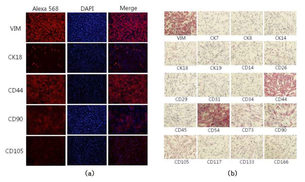 Immuno fluorescence analysis(a) and immunocytochemical staining(b) of the human liver stem cells (HLSC0704) in passage 3