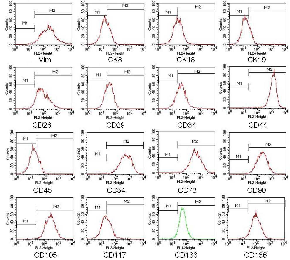 Characterization of the human liver stem cells (HLSC0704) in passage 16. HLSC0704 at passage 16 were subjected to flow cytometry analysis. HLSC0704 were stained with monoclonal antibodies directed against Vimentin, CK 8, CK 18, CK 19, CD26, CD29, CD34, CD44, CD45, CD54, CD73, CD90, CD105, CD117, CD133, CD166