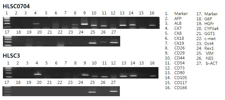 Gene expression of the human hepatic stem cells (hHSCs) by agarose gel electrophoresis.