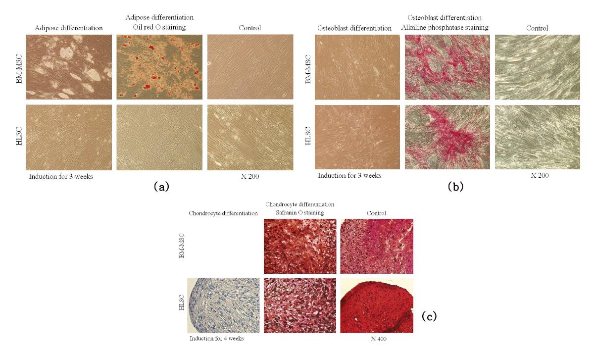 Differentiation of the human liver stem cells (HLSC0704) and mesenchymal stem cells derived bon marrow(BM -M SC) from into (a) adipocytes, (b) osteocyte and (c) chondrocytes.