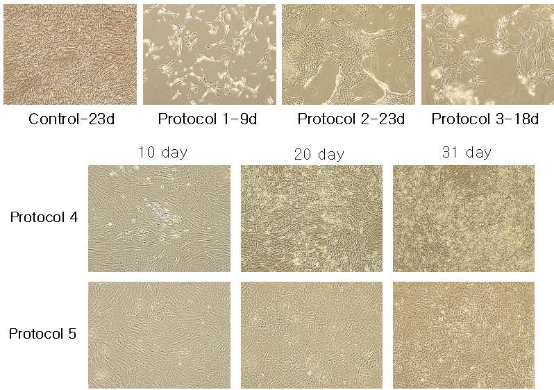 M orphological changes of the human hepatic stem cells (hHSCs) under hepatogenic culture medium