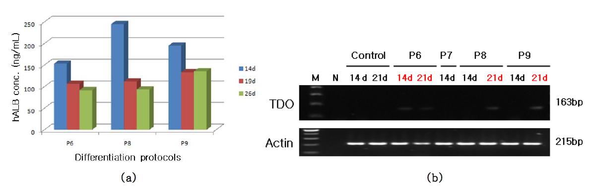 간세포로의 분화유도 방법과 분화 기간에 따른 분비된 알부민량(a)과 간세포분화유전자 발현(b)