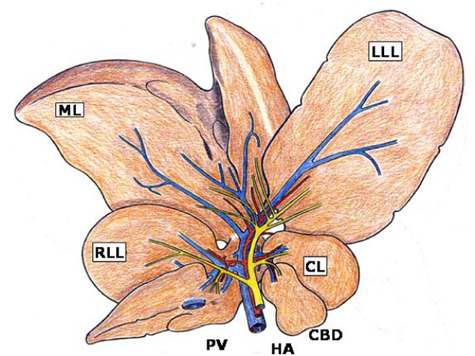 Outlined representation of the hepatic hilum of the rat. The common bile duct (CBD) is over the hepatic artery (HA ), which, in turn, is over the portal vein (PV). Each lobe of the liver has its own arterial portal vascularization and biliary drainage, through the corresponding lobe branches. IVC, inferior vena cava; M L, middle lobe; LLL, left lateral lobe; RLL, right lateral lobe; CL, caudate lobe.