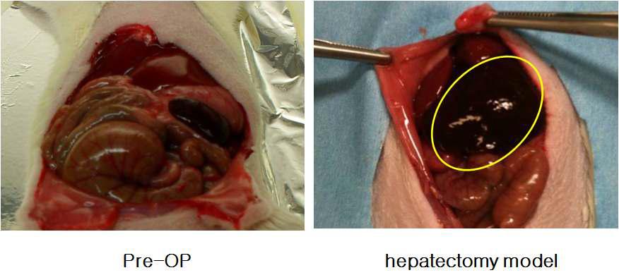 Rat liver의 partial hepatectomy model 수립전과 후의 사진.