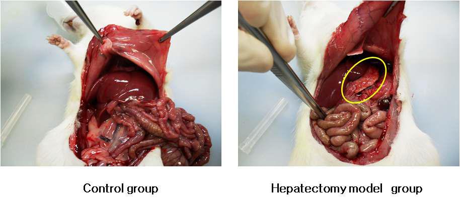 Partial hepatectomy model 수립 2주후 개복한 사진.