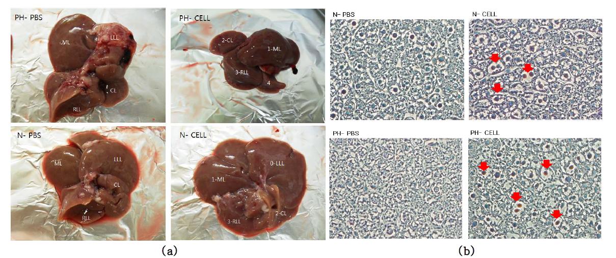 모델수립 2주후 분리한 rat liver(a)와 Human NuMa를 이용한 주입한 HLSC의 염색사진(b)