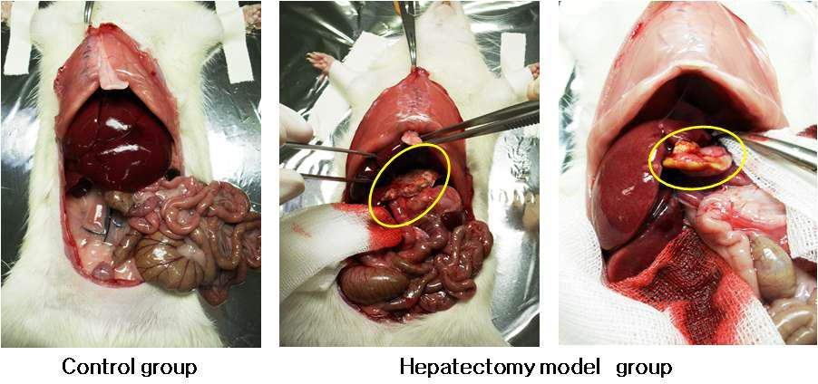 Partial hepatectomy model 수립 4주후 개복한 사진