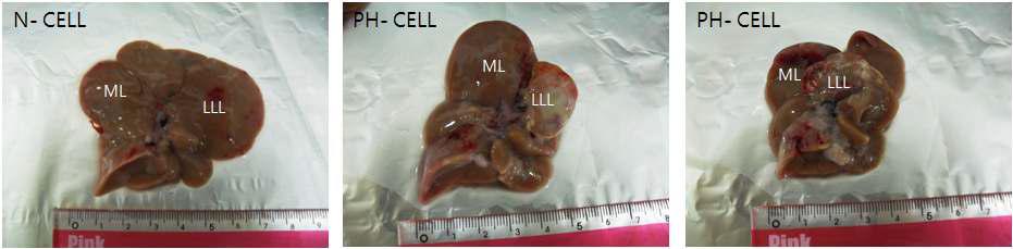 모델 수립 4주후 분리한 rat liver
