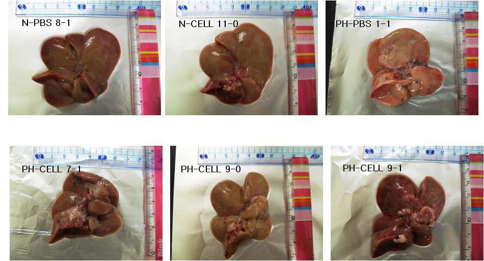 모델 수립 8주후 분리한 rat liver