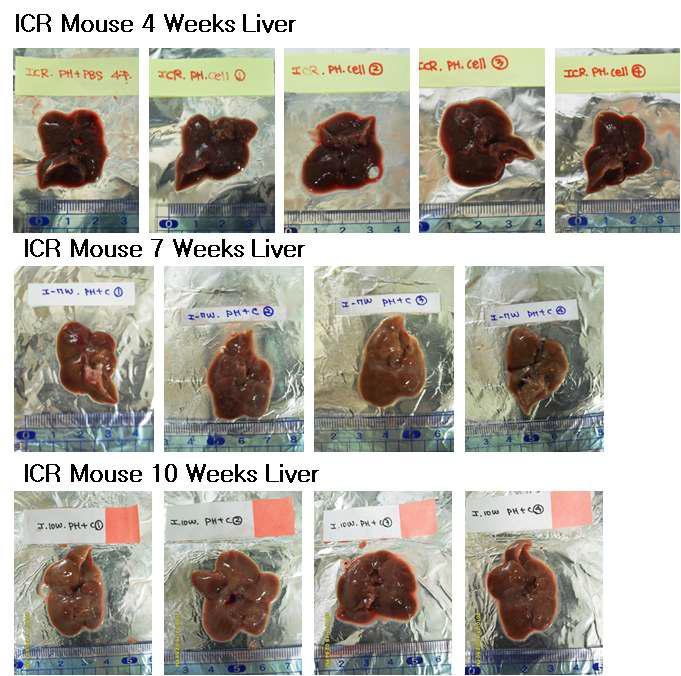 4, 7, 10주에 각각 적출한 ICR mouse의 liver