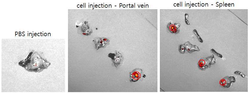 간문맥과 spleen에 CM-Dil 라벨링된 간 줄기세포를 이식 후 촬영한 사진
