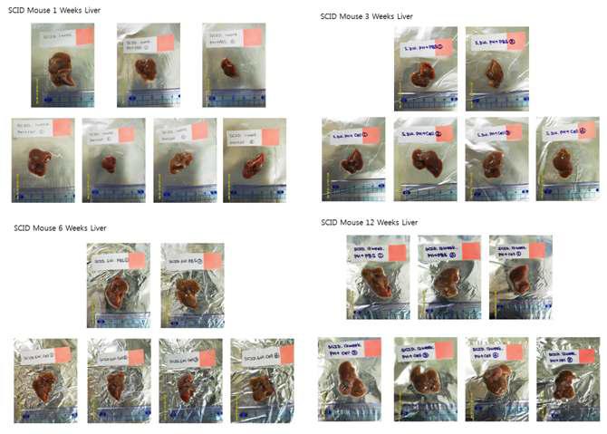 1, 3, 6, 12주에 각각 적출한 SCID mouse의 liver