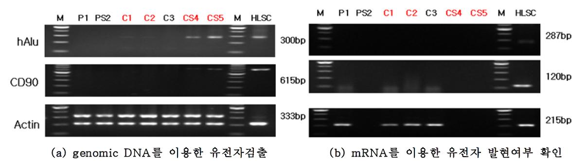 PCR 방법을 이용한 간줄기세포 이식 12주후 SCID mouse의 liver와 spleen 내 유전자 확인