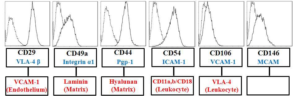 간 줄기세포(HLSC)에서 발현되는 부착 관련 항원(adhesion molecule)과 그에 상응하는 단백질