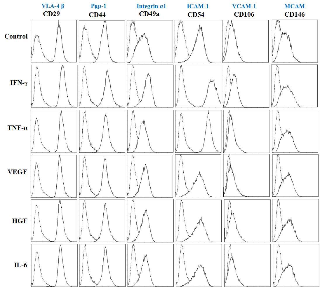 간 줄기세포(HLSC)에서 발현되는 부착 관련 항원(adhesion molecule)의 간 손상시 분비되는 Cytokine(IFN-r, TNF-a, VEGF, HGF, IL-6) 처리에 따른 발현 변화