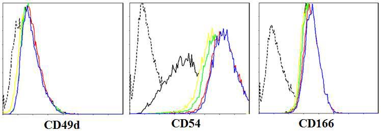 IFN-r(1000U/ml) 처리 후 시간에 따른 간 줄기세포(HLSC)의 CD49d, CD54, CD166의 발현 변화