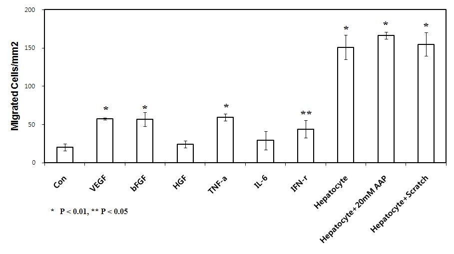 간 손상시 분비되는 Cytokine(VEGF, bFGF, HGF, TNF-a, IL-6, IFN-r) 또는 간세포가 간 줄기세포(HLSC)의 이동에 미치는 영향