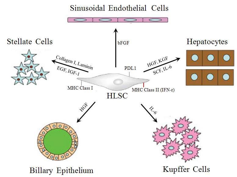 이식된 간 줄기세포가 간에 존재하는 세포들에 미치는 영향 및 미세환경조절 기능