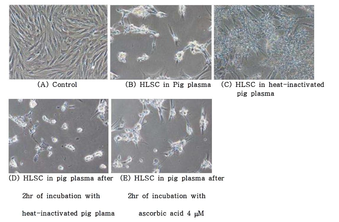 Porcine 혈장 및 전처리에 따른 이식세포의 형태학적 변화