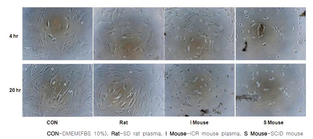 ICR mouse 및 SCID mouse 혈장에서의 이식세포의 형태학적 변화